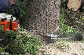 Best Tree Removal  in Monterey, CA