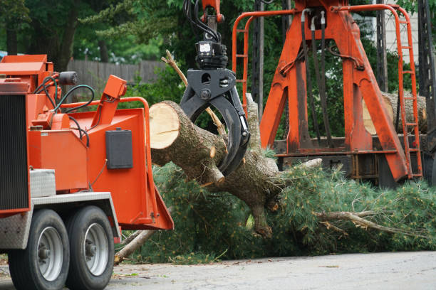  Monterey, CA Tree Removal Pros