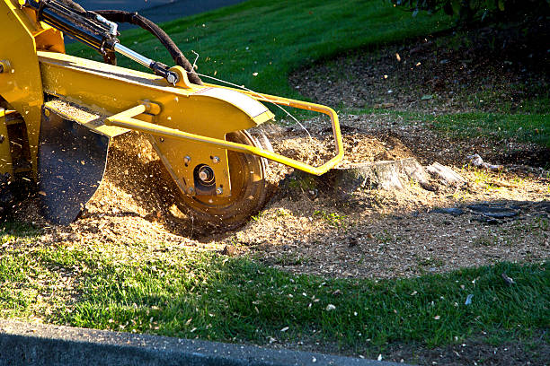 Best Lot and Land Clearing  in Monterey, CA