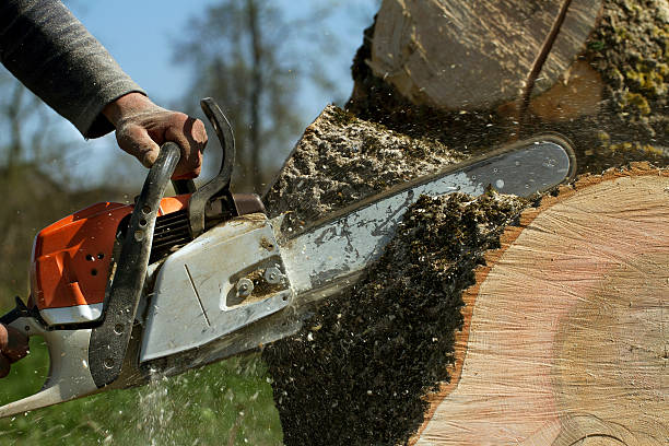 Best Root Management and Removal  in Monterey, CA